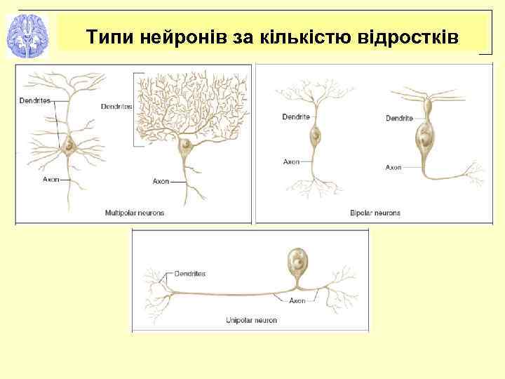 Типи нейронів за кількістю відростків 