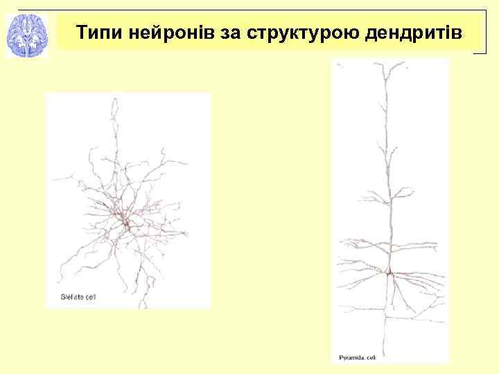 Типи нейронів за структурою дендритів 