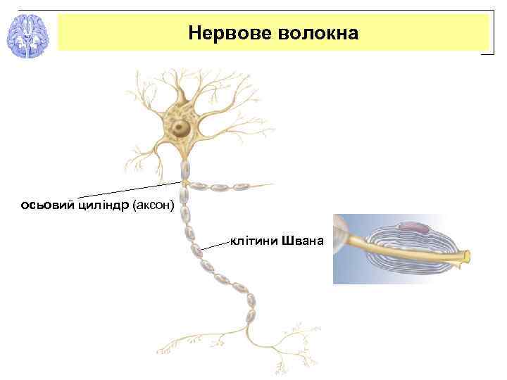 Нервове волокна осьовий циліндр (аксон) клітини Швана 