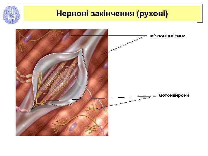 Нервові закінчення (рухові) м’язові клітини мотонейрони 