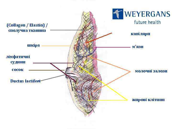 (Collagen / Elastin) / сполучна тканина шкіра капіляри м’язи лімфатичні судини сосок молочні залози