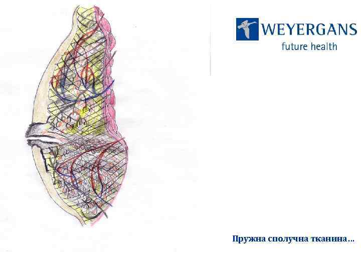 Пружна сполучна тканина… 