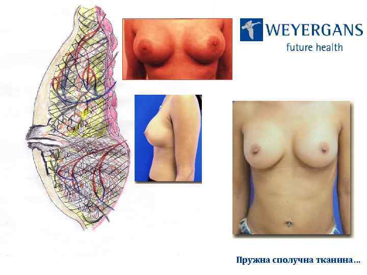 Пружна сполучна тканина… 