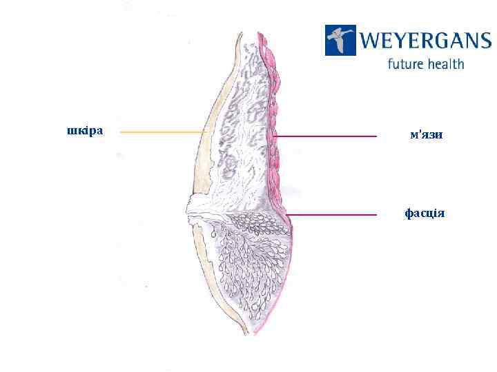 шкіра м’язи фасція 