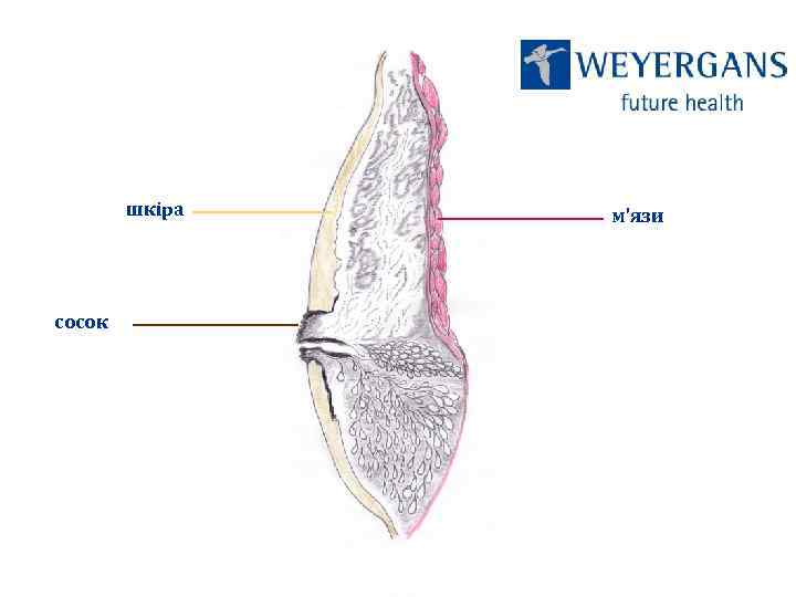 шкіра сосок м’язи 