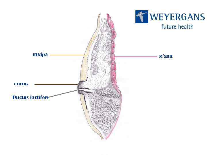 шкіра сосок Ductus lactiferi м’язи 