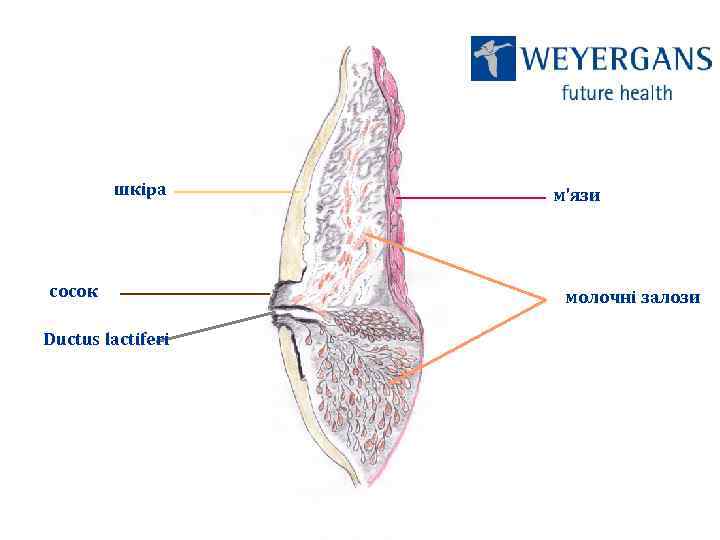 шкіра сосок Ductus lactiferi м’язи молочні залози 