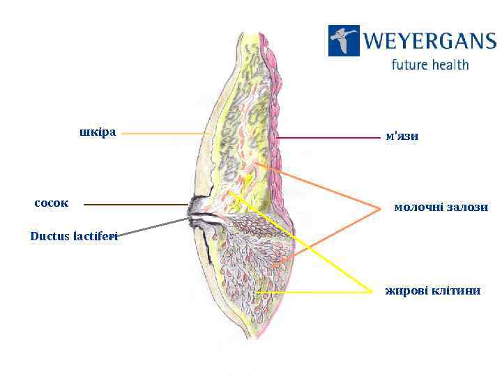 шкіра сосок м’язи молочні залози Ductus lactiferi жирові клітини 
