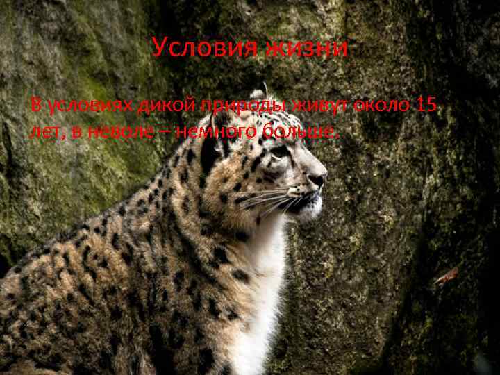 Условия жизни В условиях дикой природы живут около 15 лет, в неволе – немного