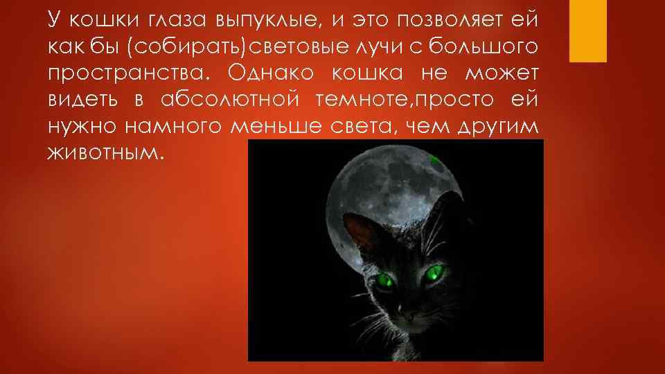 У кошки глаза выпуклые, и это позволяет ей как бы (собирать)световые лучи с большого