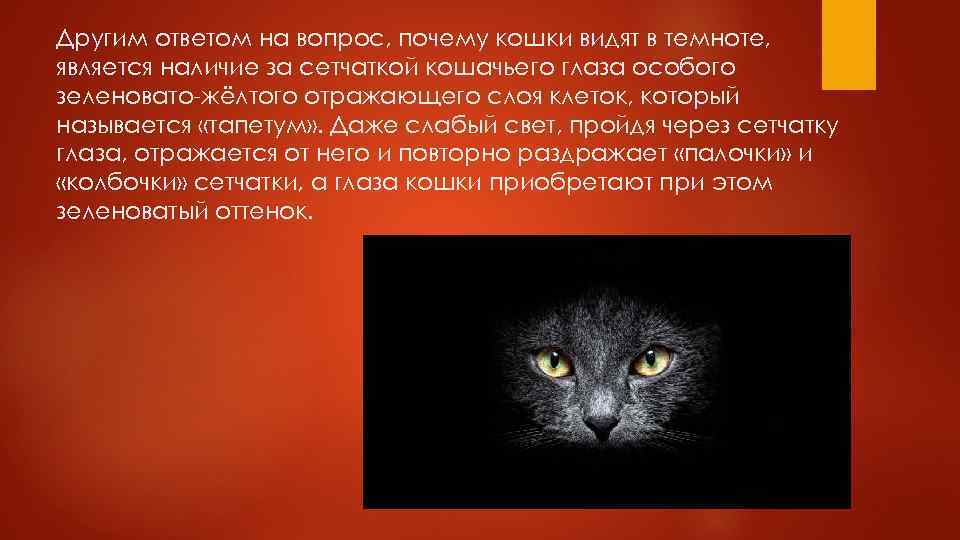 Другим ответом на вопрос, почему кошки видят в темноте, является наличие за сетчаткой кошачьего