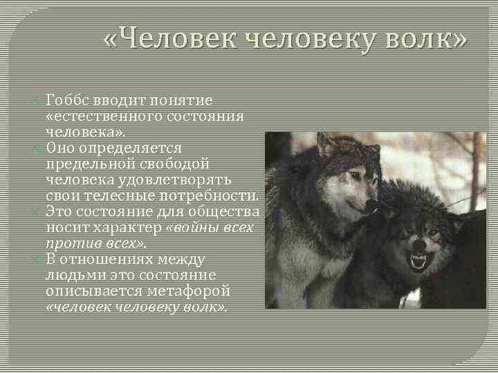 Что значит волк. Человек человеку волк. Человек человеку волк что значит. Человек человеку волк Гоббс. Человек человеку волк философия.