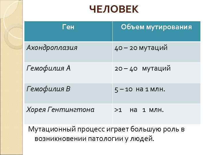 ЧЕЛОВЕК Ген Ахондроплазия Гемофилия A Гемофилия B Хорея Гентингтона Объем мутирования 40 – 20