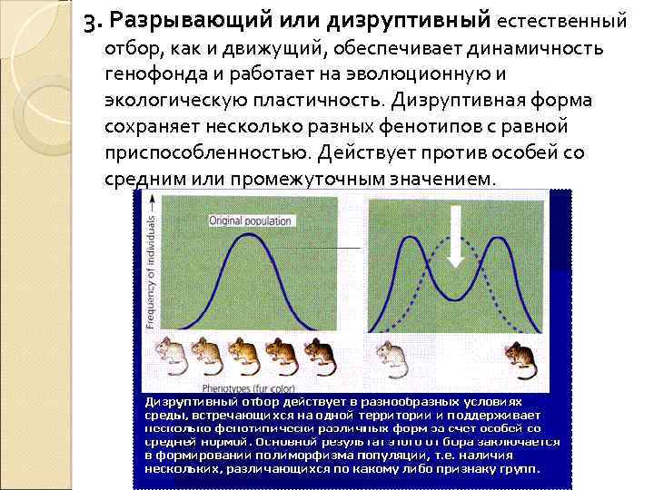 Разрывающий отбор