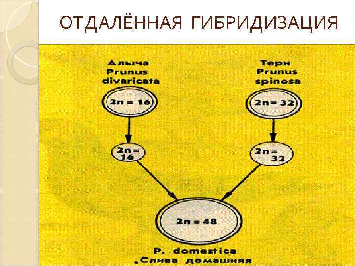 ОТДАЛЁННАЯ ГИБРИДИЗАЦИЯ 