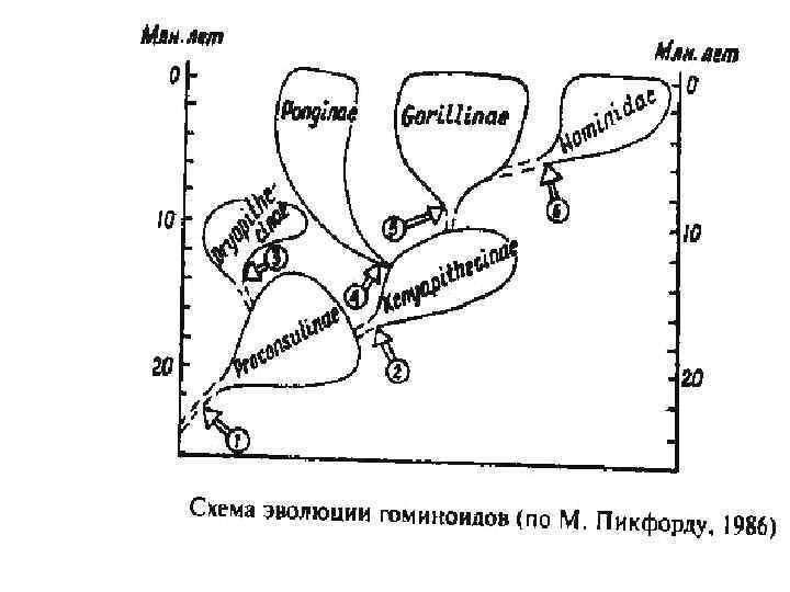 Составьте схему эволюции человека