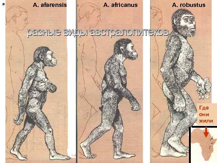 * A. afarensis A. africanus A. robustus Где они жили 