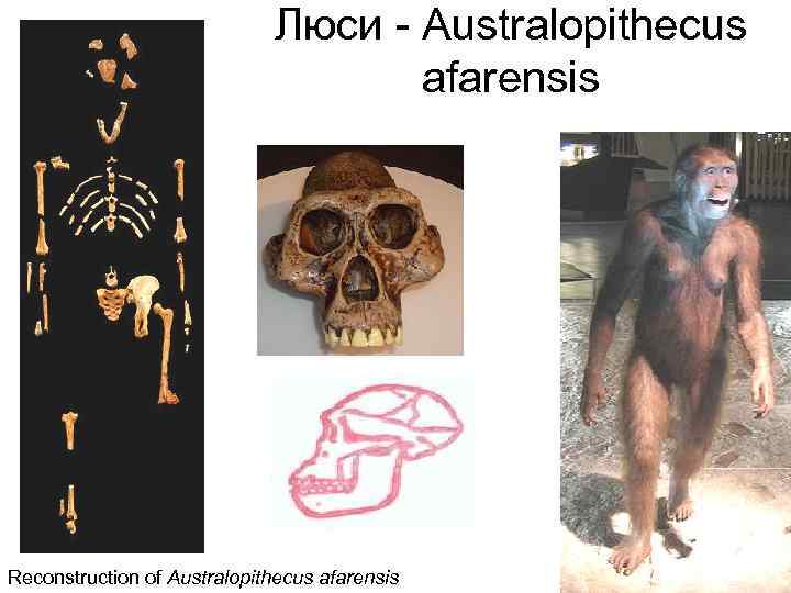 Люси - Аustralopithecus afarensis Reconstruction of Australopithecus afarensis 
