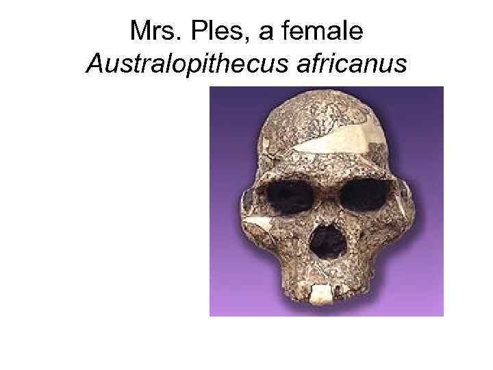Mrs. Ples, a female Australopithecus africanus 