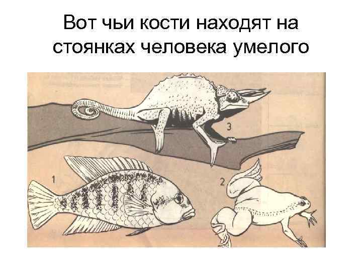 Вот чьи кости находят на стоянках человека умелого 