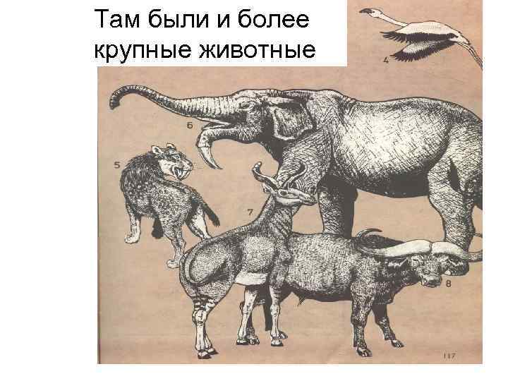 Там были и более крупные животные 