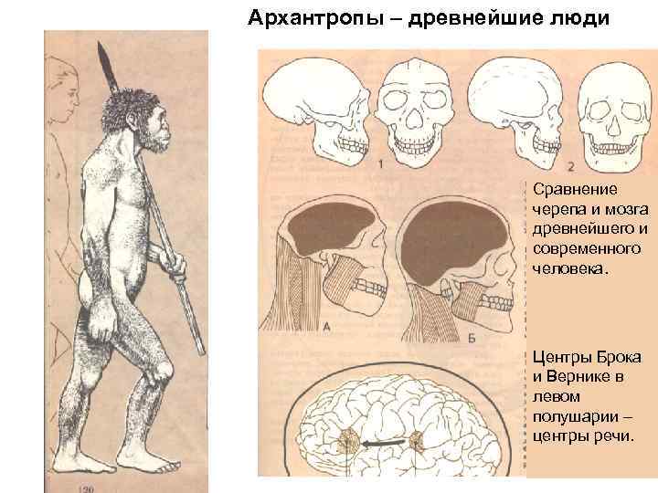 Архантропы – древнейшие люди Сравнение черепа и мозга древнейшего и современного человека. Центры Брока