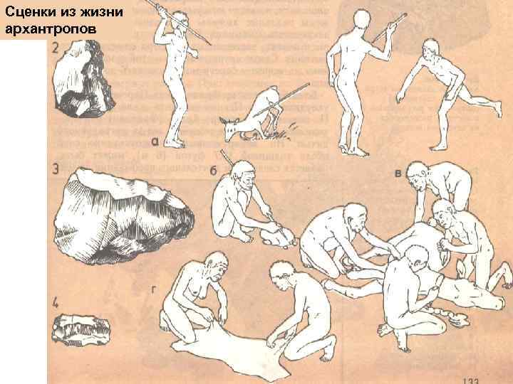 Сценки из жизни архантропов 