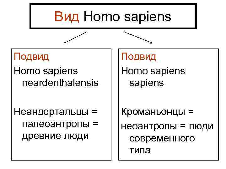 Вид Homo sapiens Подвид Homo sapiens neardenthalensis Подвид Homo sapiens Неандертальцы = палеоантропы =