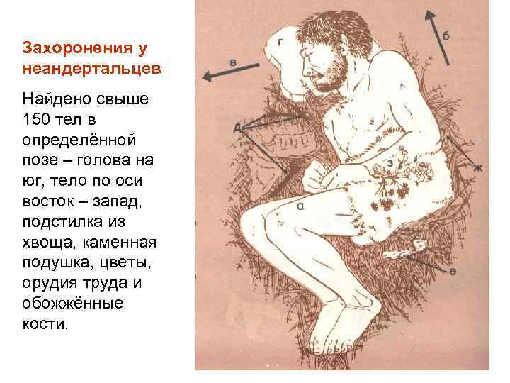 Захоронения у неандертальцев Найдено свыше 150 тел в определённой позе – голова на юг,