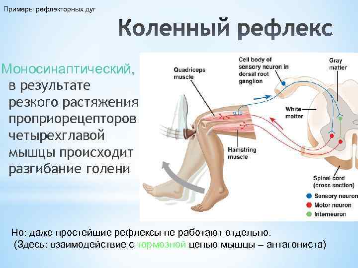 Срабатывает рефлекс. Спинной мозг и схема коленного рефлекса. Моносинаптический рефлекс спинного мозга. Схема рефлекторной дуги коленного рефлекса. Моносинаптическая дуга коленного рефлекса.