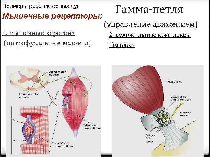 Примеры рефлекторных дуг Мышечные рецепторы: 1. мышечные веретена (интрафузальные волокна) Гамма-петля (управление движением) 2.