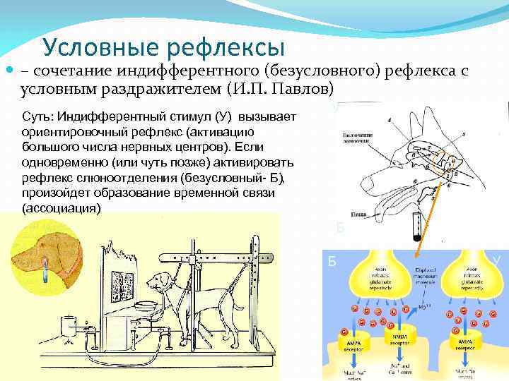 Условно рефлекторные рефлексы