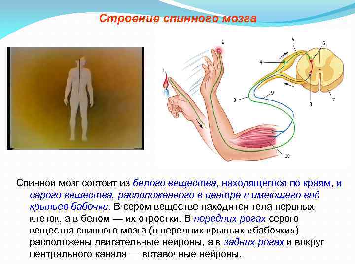 Презентация по биологии спинной мозг