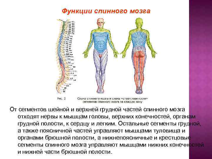 Функции спинного мозга От сегментов шейной и верхней грудной частей спинного мозга отходят нервы