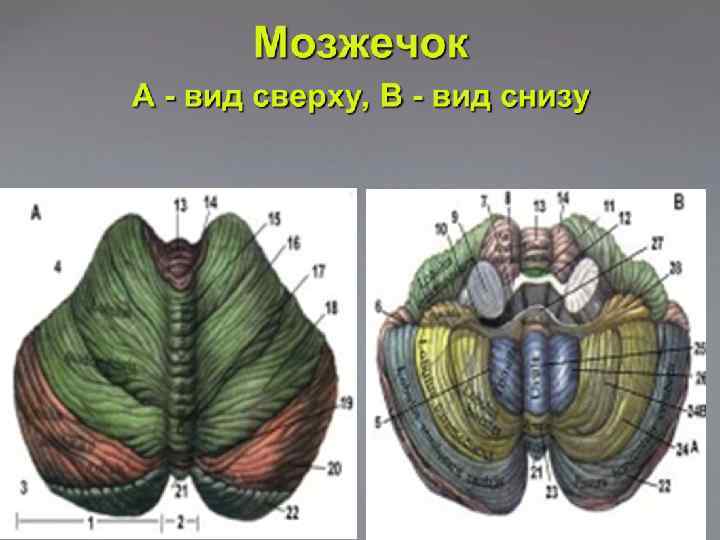 Мозжечок в разрезе фото