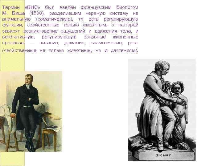 Термин «ВНС» был введён французским биологом М. Биша (1800), разделившим нервную систему на анимальную