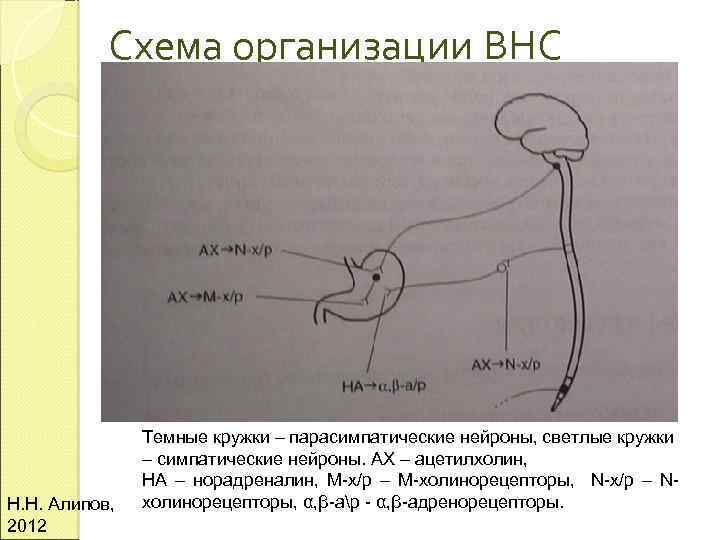 Схема организации ВНС Н. Н. Алипов, 2012 Темные кружки – парасимпатические нейроны, светлые кружки