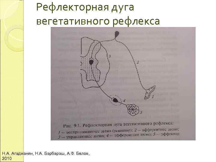 Рефлекторная дуга вегетативного рефлекса Н. А. Агаджанян, Н. А. Барбараш, А. Ф. Белов, 2010