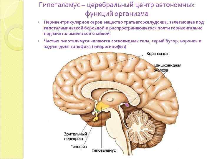 Гипоталамус – церебральный центр автономных функций организма Перивентрикулярное серое вещество третьего желудочка, залегающее под