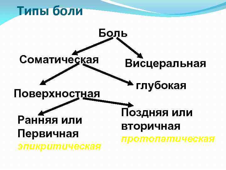 Схему структурной организации восприятия первичной локализованной боли эпикритической