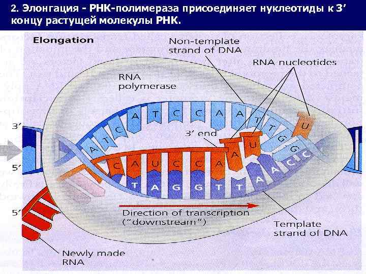 Молекула рнк полимеразы