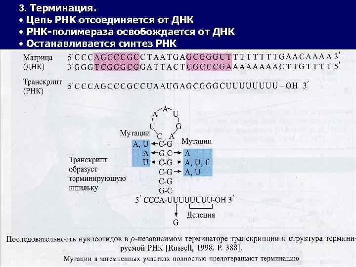 3. Терминация. • Цепь РНК отсоединяется от ДНК • РНК-полимераза освобождается от ДНК •
