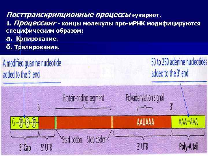 Посттранскрипционные процессы эукариот. 1. Процессинг - концы молекулы про-м. РНК модифицируются специфическим образом: а.