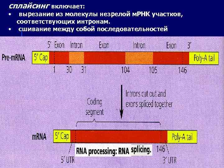сплайсинг включает: • вырезание из молекулы незрелой м. РНК участков, соответствующих интронам. • сшивание