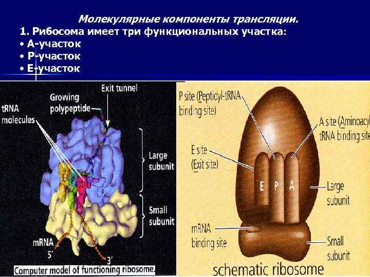 Молекулярные компоненты трансляции. 1. Рибосома имеет три функциональных участка: • А-участок • Р-участок •