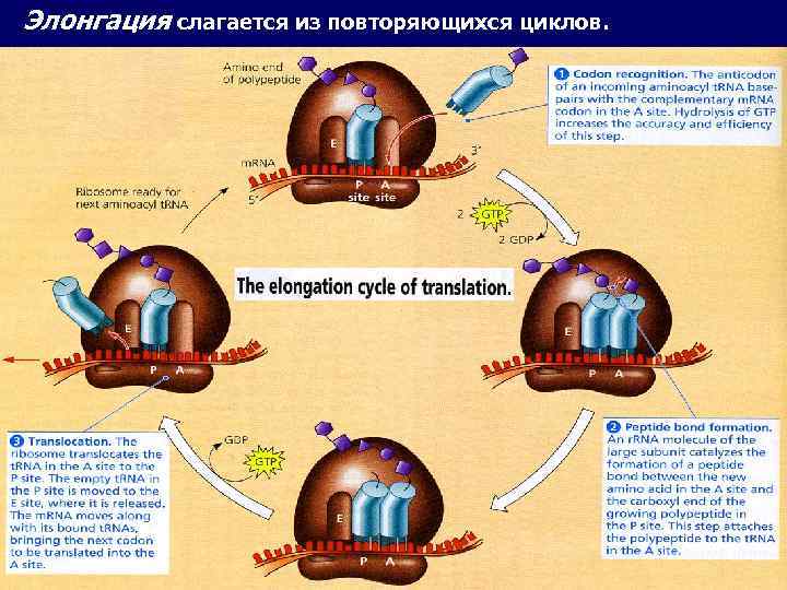 Элонгация слагается из повторяющихся циклов. 