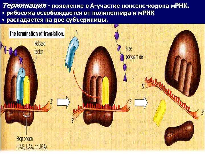 Терминация - появление в А-участке нонсенс-кодона м. РНК. • рибосома освобождается от полипептида и