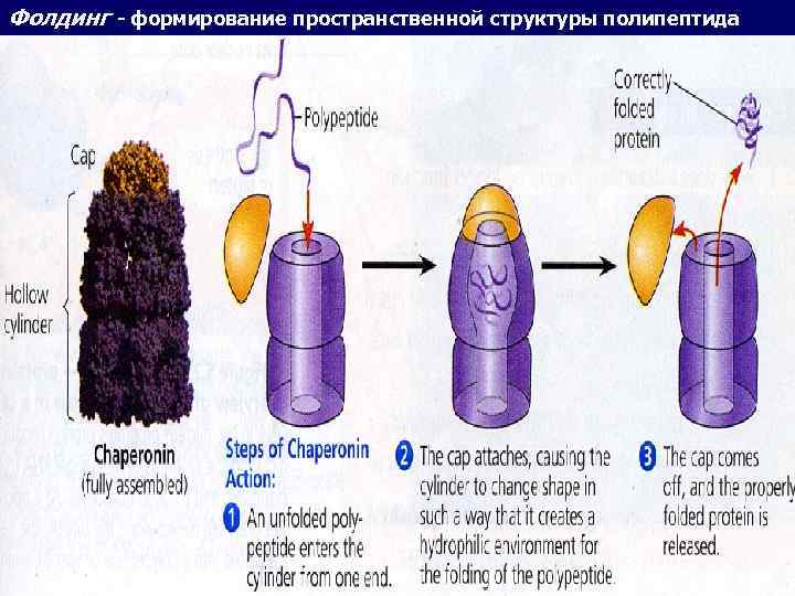 Фолдинг - формирование пространственной структуры полипептида 