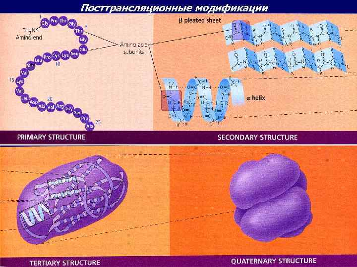 Посттрансляционные модификации 