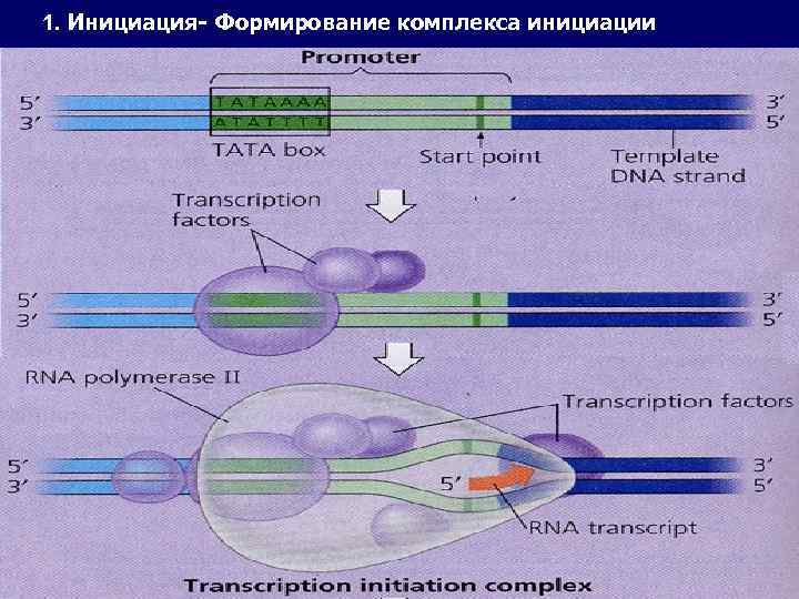 1. Инициация- Формирование комплекса инициации 
